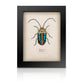 Beaded Scarab Beetle