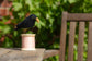 Blackbird Bird on a Bobbin