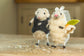 Bride and Groom Wedding Sheep